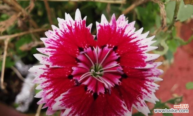 深红色石竹花的花语是什么？深红色石竹花代表了什么含义？