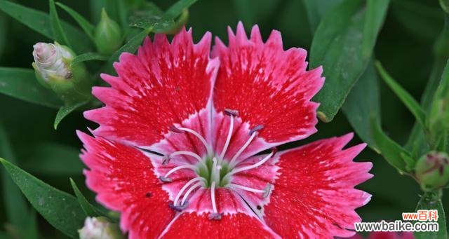 深红色石竹花的花语是什么？深红色石竹花代表了什么含义？