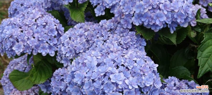 省花名称及花语是什么？各省份的省花有哪些花语含义？