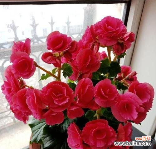 省花名称及花语是什么？各省份的省花有哪些花语含义？