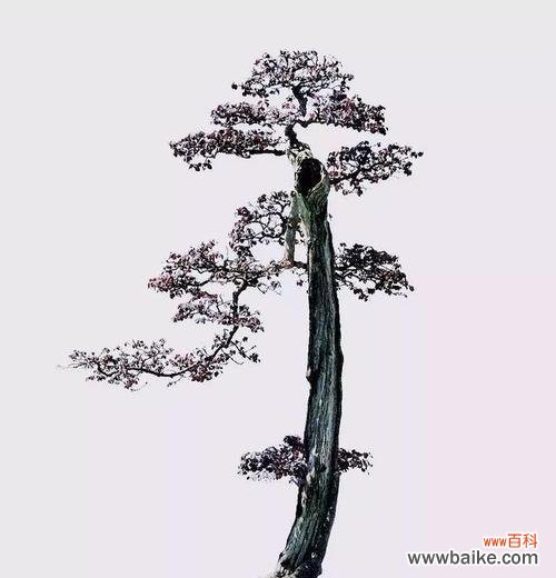 寓意深远,历久弥新的文化象征 赤楠代表意义解析