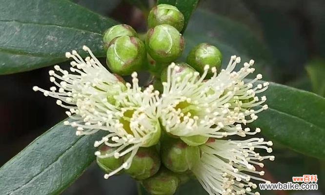 寓意深远,历久弥新的文化象征 赤楠代表意义解析