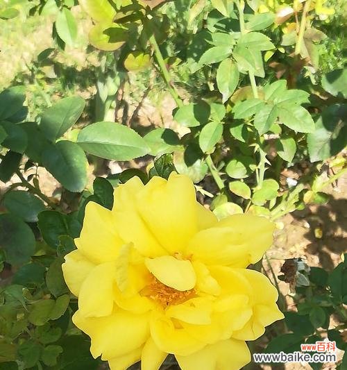 了解黄玫瑰的含义和象征 黄玫瑰的花语