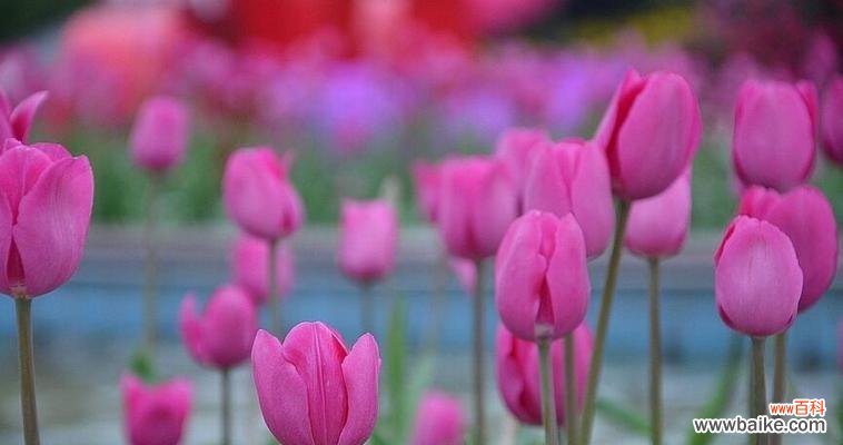 探寻郁金香的八种花语和隐藏在其中的寓意 郁金香花语与寓意