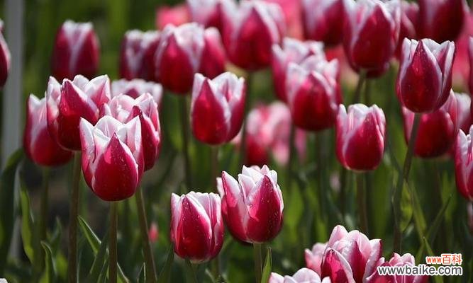 探寻郁金香的八种花语和隐藏在其中的寓意 郁金香花语与寓意