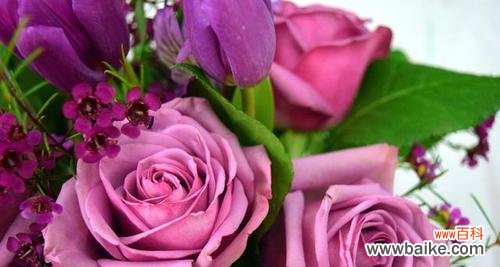 赏析花语,解读情感,感受花开的美好 浪漫与深情——玫瑰花语的寓意