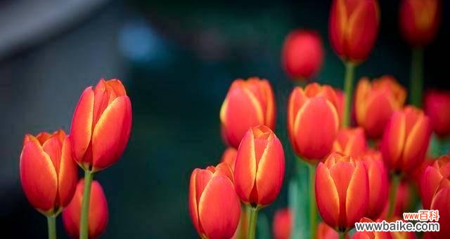 探究郁金香不同颜色的美丽内涵 郁金香花语解读——颜色代表的含义