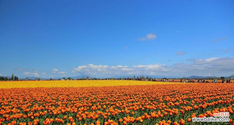 探究郁金香不同颜色的美丽内涵 郁金香花语解读——颜色代表的含义