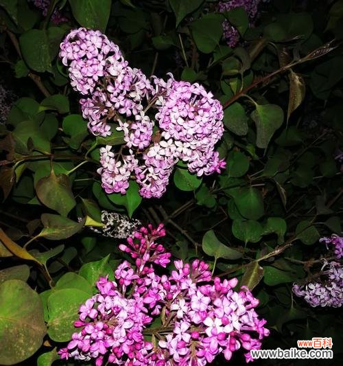 探究红丁香的象征意义和文化内涵 红丁香花语的深刻内涵