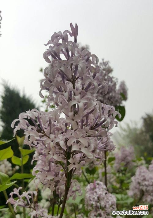 探究红丁香的象征意义和文化内涵 红丁香花语的深刻内涵