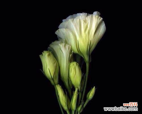 探究绿色洋桔梗的隐含情感与文化内涵 绿色洋桔梗花语与寓意