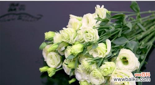 探究绿色洋桔梗的隐含情感与文化内涵 绿色洋桔梗花语与寓意