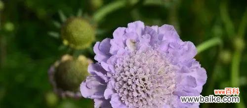 探寻松虫草的文化价值 松虫草花语与意义