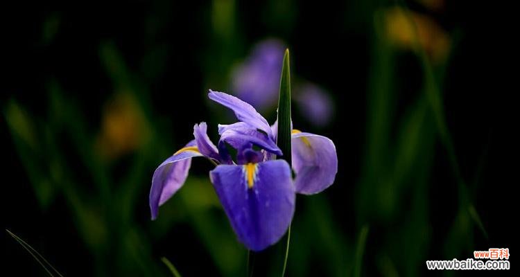解读茑尾花的美丽寓意 茑尾花的花语