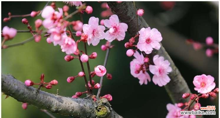 揭开梅花语背后的含义 探秘美人梅花语