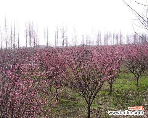 揭开梅花语背后的含义 探秘美人梅花语