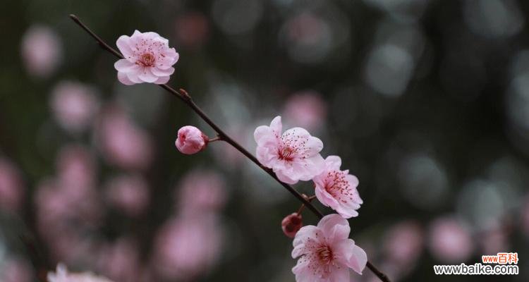 揭开梅花语背后的含义 探秘美人梅花语
