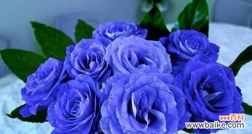 深入探究蓝色妖姬的神秘内涵 解密蓝色妖姬的寓意