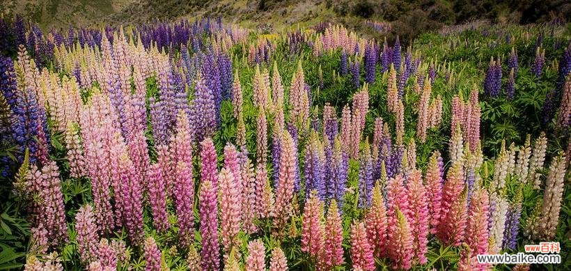 探寻这种小草所代表的吉祥寓意 随意草的花语
