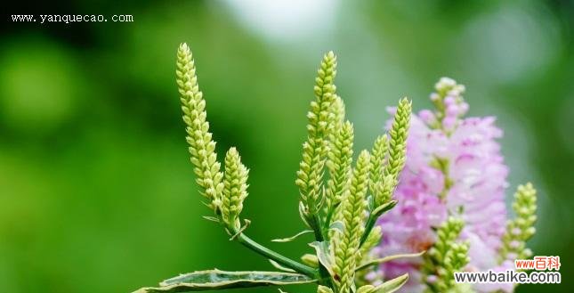 探寻这种小草所代表的吉祥寓意 随意草的花语