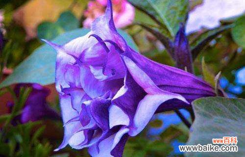 探秘曼陀罗的深层含义 曼陀罗花语和寓意