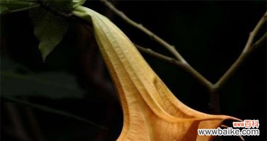 探秘曼陀罗的深层含义 曼陀罗花语和寓意