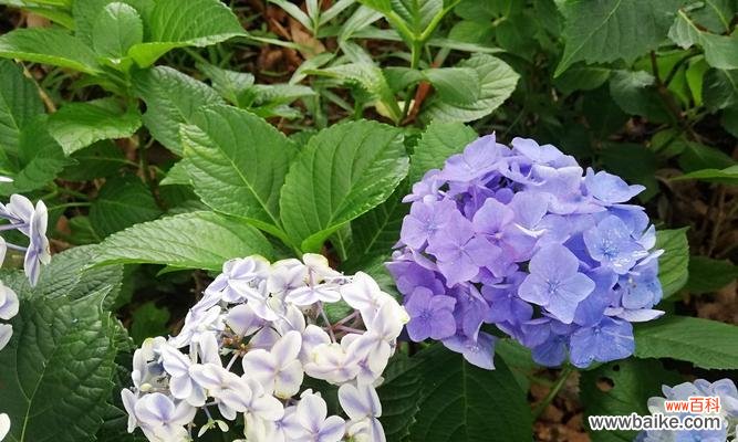 紫阳花花语是背叛吗？——揭开花朵的真实含义