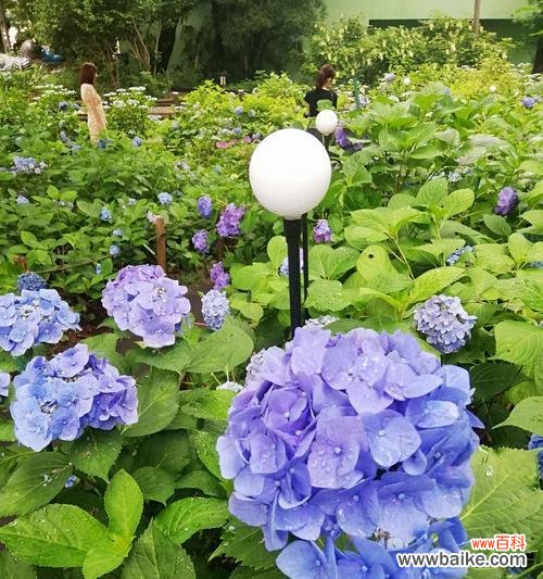 紫阳花花语是背叛吗？——揭开花朵的真实含义
