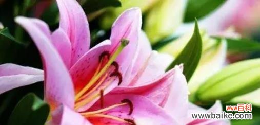 探寻百合花的象征意义和文化价值 百合花的含义