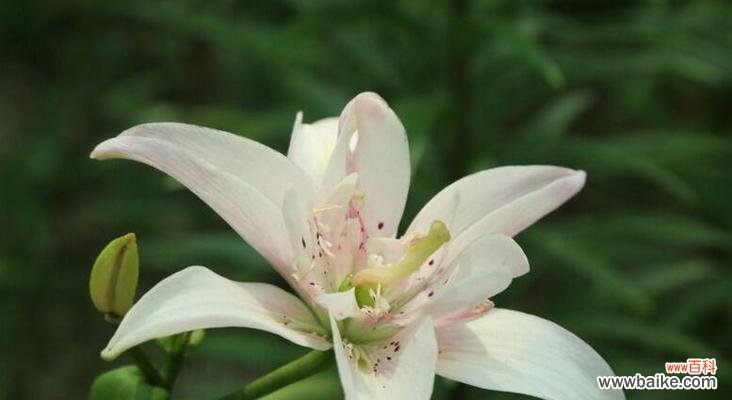 探寻百合花的象征意义和文化价值 百合花的含义