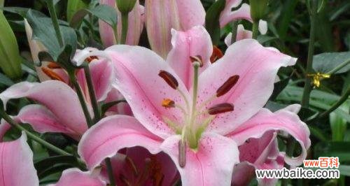 探寻百合花的象征意义和文化价值 百合花的含义