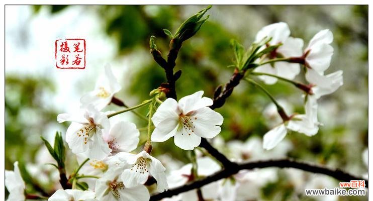 探索花语世界，品读花开时节的情感 玛格烈菊花语