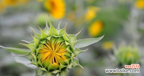 探寻各种花朵对分手的隐喻和意义 分手之花