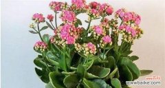 揭示长寿文化中的花卉秘密 中国文化中长寿的象征花