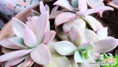 初恋如梦的回忆 初恋的花语