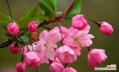 以花为媒 春天花朵的美丽与象征