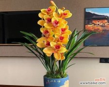 以花为象征 花开富贵