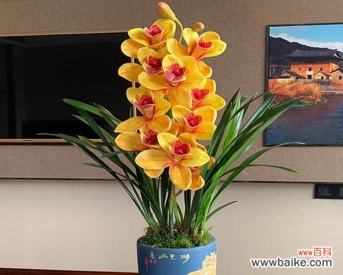 以花为象征 花开富贵