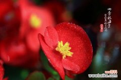 四季秋海棠花语是什么？如何养护才能花开不断？