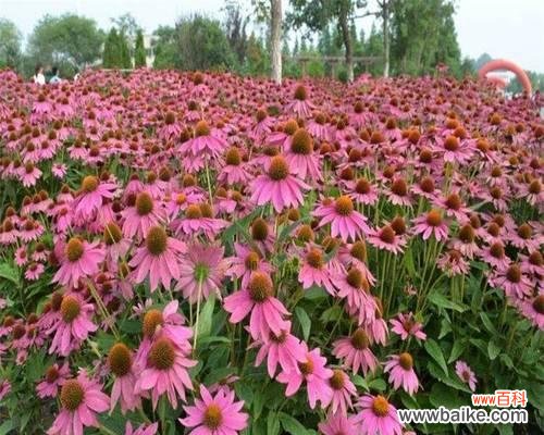 松果菊花语是什么？了解松果菊的象征意义和用途？