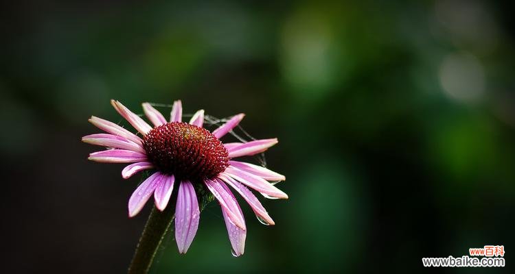 松果菊花语是什么？了解松果菊的象征意义和用途？
