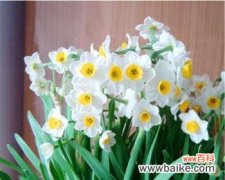 送水仙花代表什么含义？水仙花的寓意有哪些常见问题解答？