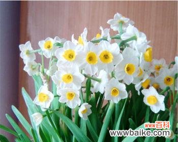 送水仙花代表什么含义？水仙花的寓意有哪些常见问题解答？