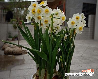 送水仙花代表什么含义？水仙花的寓意有哪些常见问题解答？