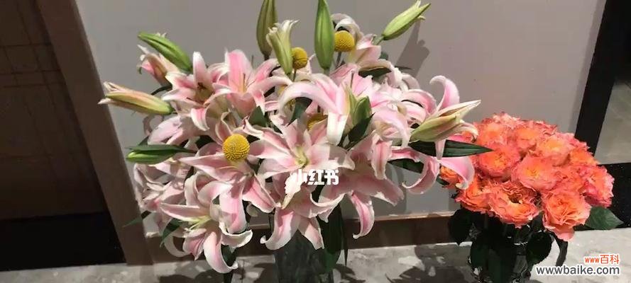 索尔邦百合花语是什么?如何正确解读其含义?