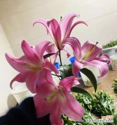 索尔邦百合花语是什么？如何正确解读其含义？