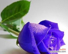 泰姬玫瑰花语是什么？寓意有哪些常见问题？