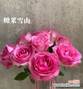 糖果雪山玫瑰的寓意是什么？如何正确解读其象征意义？