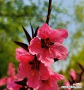桃花的花语是什么？如何用桃花表达爱意？