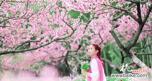 桃花的花语是什么？如何用桃花表达爱意？